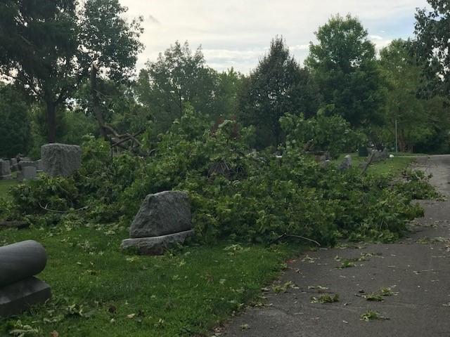 fallen tree